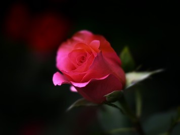 revive romance